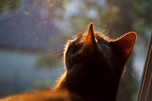 传奇教练的战术秘密，助力球队持续冲冠，传奇主教练