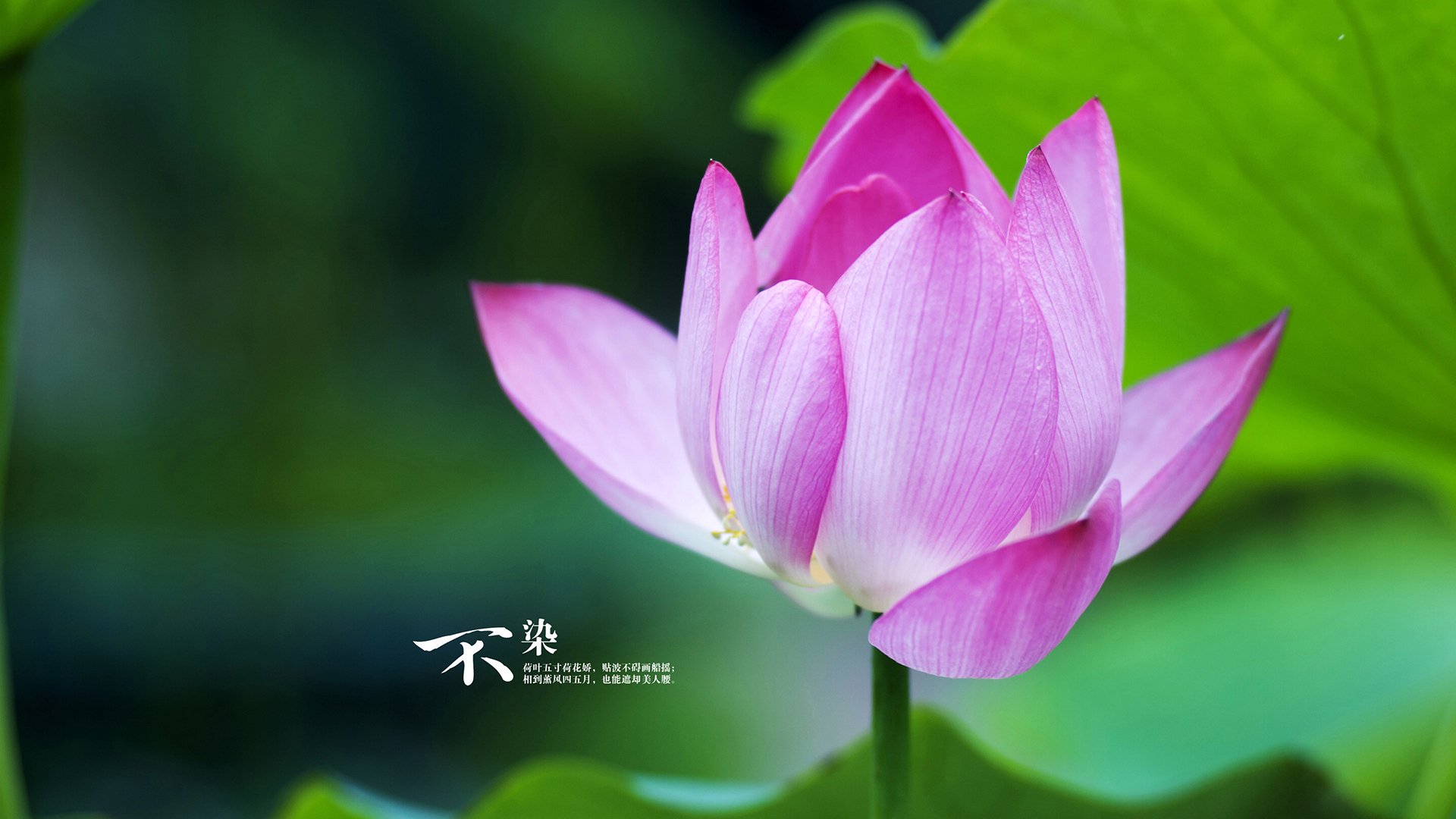 《新星崛起:年轻选手在电竞舞台闪耀》,新崛起的一颗新星