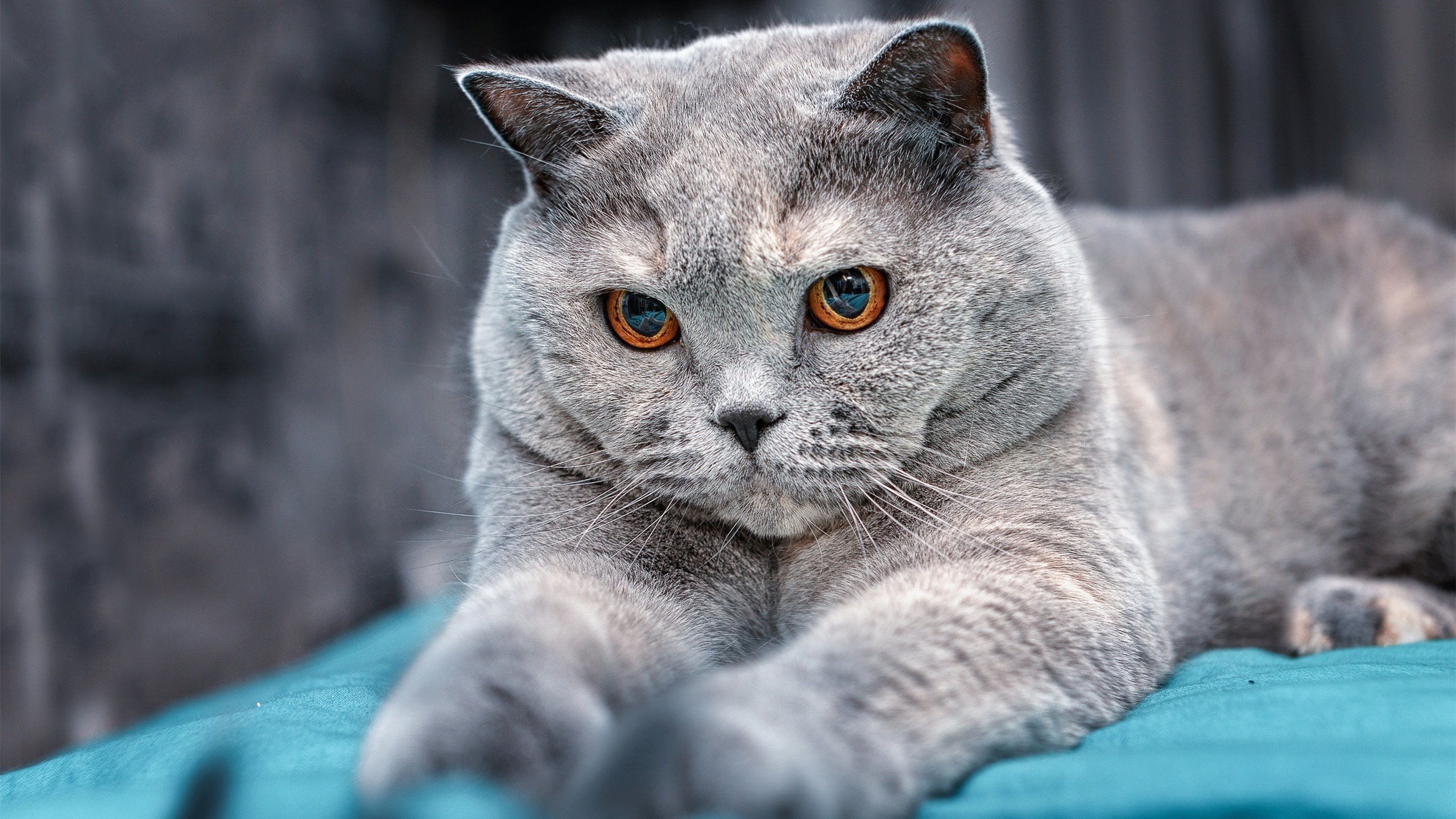 【比赛策略】攻防平衡的最佳实践揭秘,攻防平衡理论